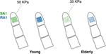 Skin properties and afferent density in the deterioration of tactile spatial acuity with age