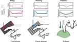 Skin and mechanoreceptor contribution to tactile input for perception: a review of simulation models