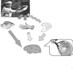 Temporal calibration between the visual, auditory, and tactile senses: A psychophysical approach